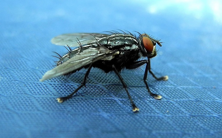 Уникално: Учени използват мухи, за да залепят хора за тавана