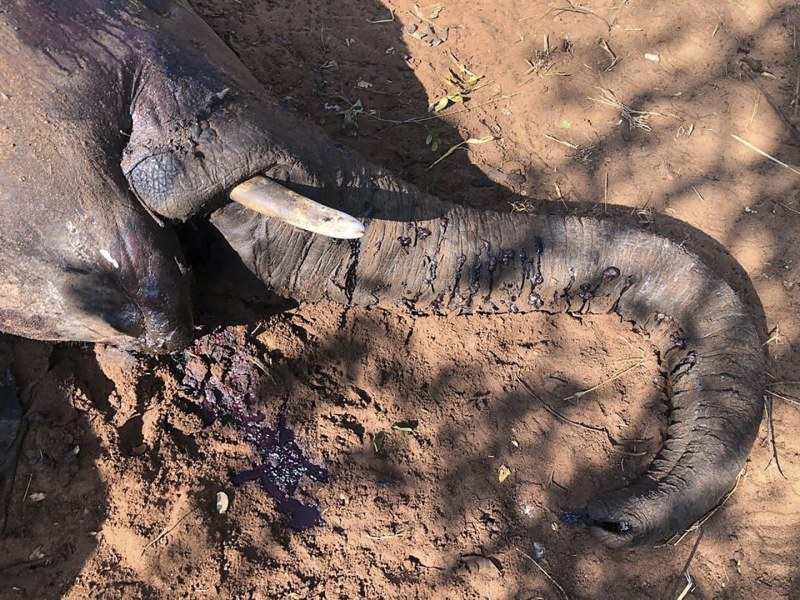 Мистериозна, масова смърт на слонове в Зимбабве 