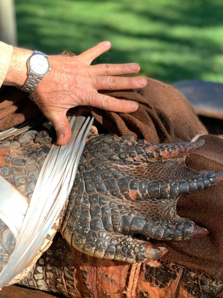 Уловиха крокодил с размерите на лека кола край любимо на стотици туристи място СНИМКИ