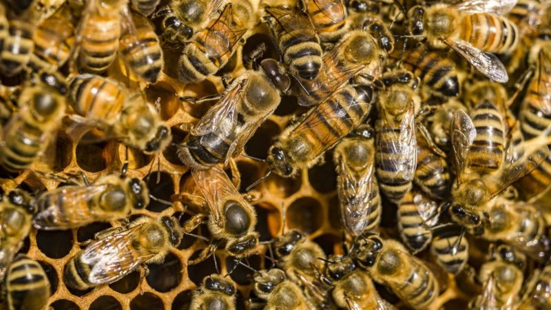 Изследване: Отровата на медоносните пчели убива клетките на рака на гърдата