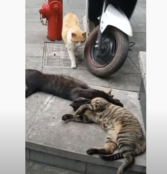 Котарак спипа котка на калъп с любовник, реакцията му е уникална ВИДЕО 