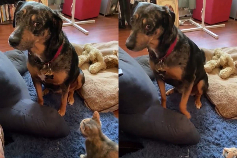 Забавната реакция на куче към нов домашен любимец разсмя мрежата ВИДЕО