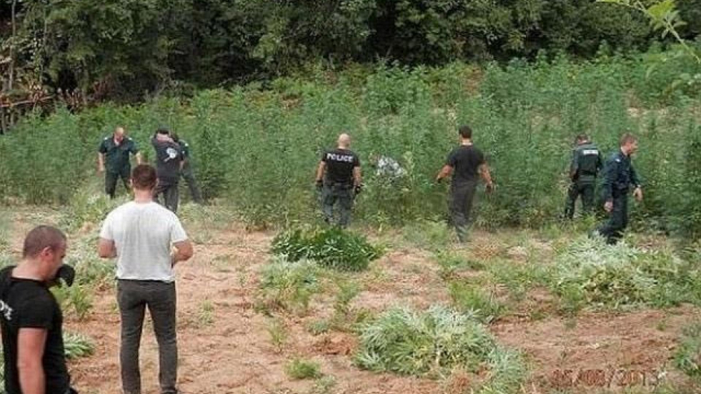 Граничари ожънаха невиждана реколта от марихуана СНИМКИ