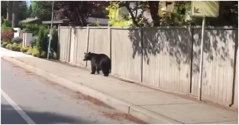 Вижте какво направи мечок, опитвайки се да избяга от автомобил ВИДЕО