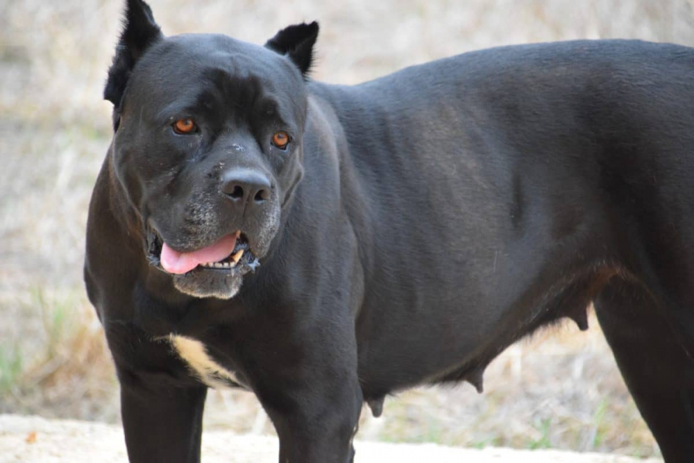 Черен звяр обезобрази младеж в монтанско село