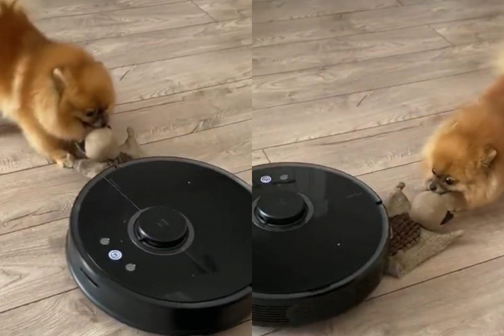 Куче спаси любимата си играчка от прахосмукачка-робот и разсмя мрежата ВИДЕО