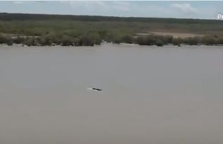 Зрелищна ситуация в алигаторска река с гърбат кит ВИДЕО