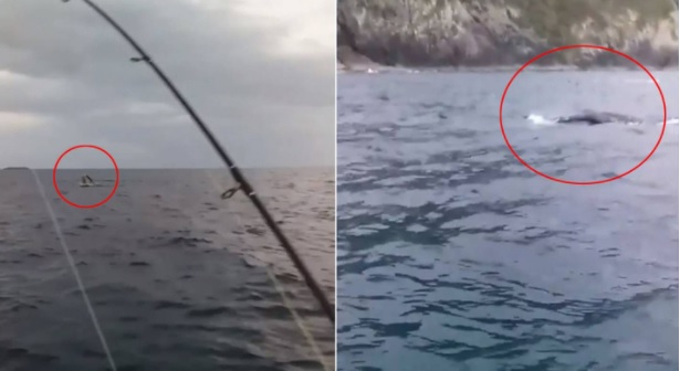 Невероятно: Кит се хвана на въдицата на рибар ВИДЕО