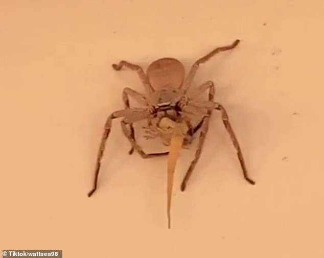 Огромен паяк изяде цял гущер и изплаши мрежата ВИДЕО