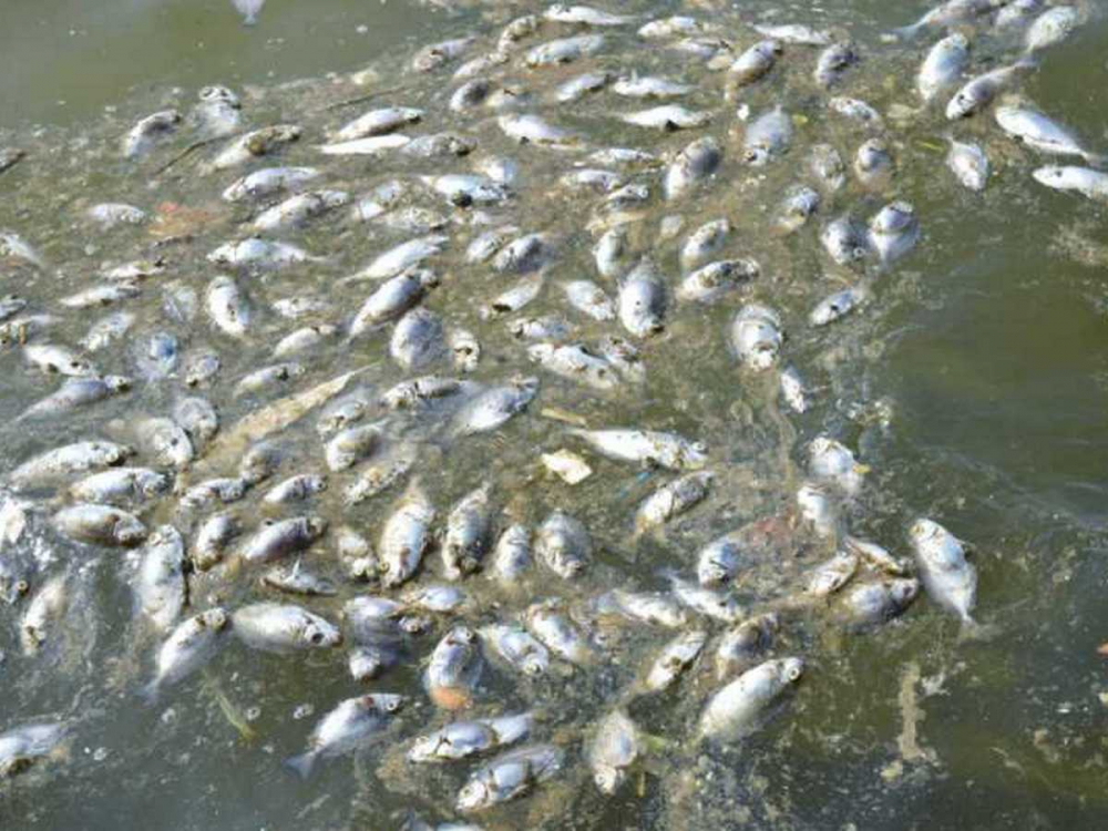 Разкри се загадката с избиването на рибата край "Черноморец"
