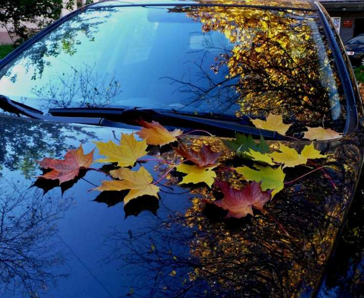 Важно: Не оставяте автомобила си под падащите листа на дърветата, защото...