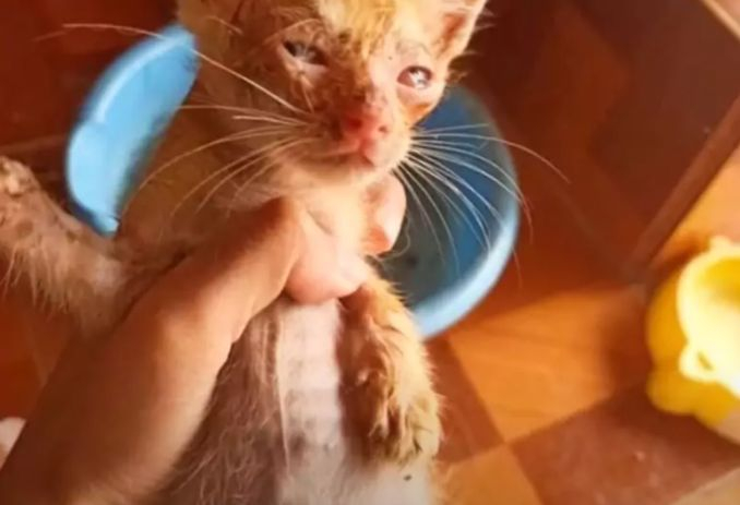 Ветеринари онемяха: Коте се наду като плондер без да е яло почти нищо, оказа се... СНИМКИ