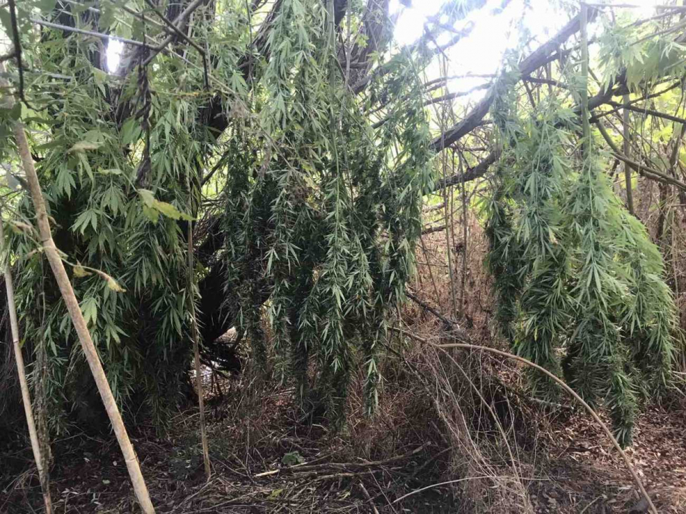 Удар в Бургаско! Полицаи хванаха двама с 16 кг марихуана