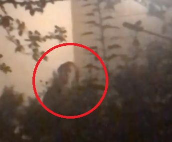 Момиче засне на ВИДЕО зловеща фигура в храстите и изчезна мистериозно, а няколко дни по-късно...