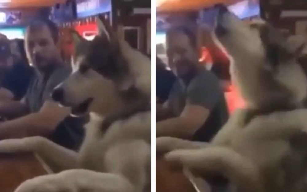 Куче, което си иска бирата в бар, се превърна в звезда в мрежата ВИДЕО