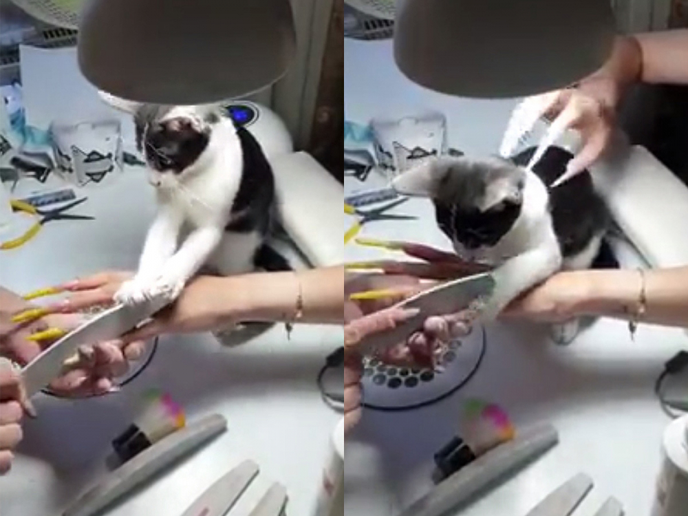 Котка удиви клиентките, дошли при собственичката й за маникюр ВИДЕО
