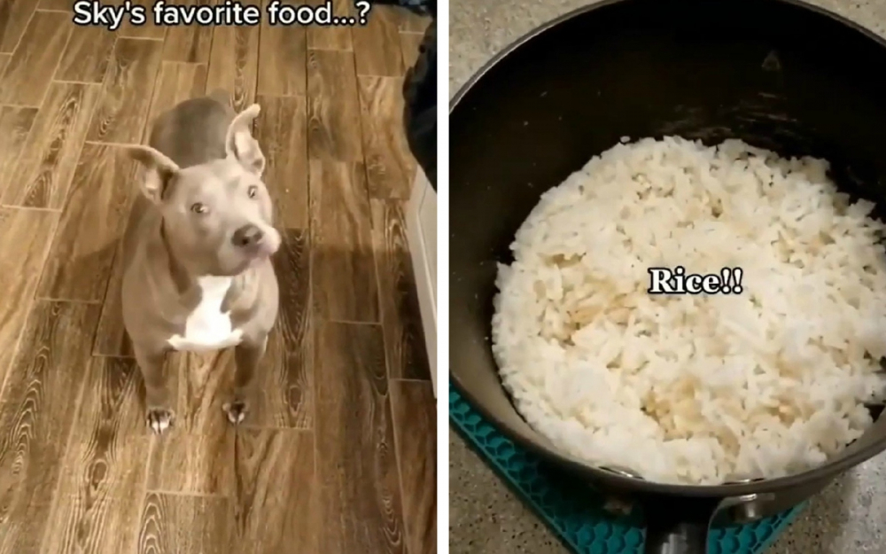 Вижте възторжената реакция на куче към варен ориз ВИДЕО