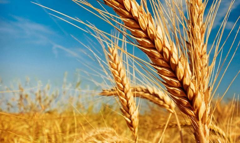Докъде се докарахме: Пуснаха ГМО пшеница, защото издръжала на... 