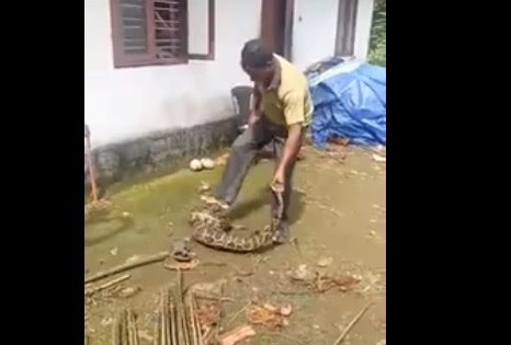 Уникално ВИДЕО: Змия глътна две кокошки, но фермер ги измъкна обратно