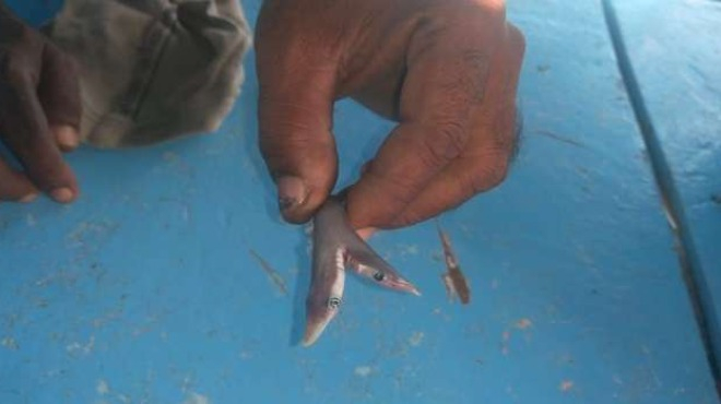 Мутант: Рибар извади изключително рядка двуглава акула СНИМКА