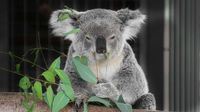 Никога няма да повярвате как ръмжи една ядосана коала ВИДЕО 