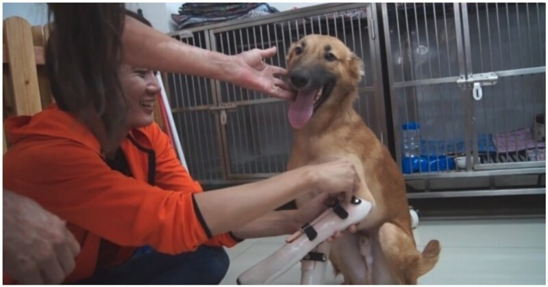 Куче започна да скача от щастие, когато получи протези СНИМКА/ВИДЕО