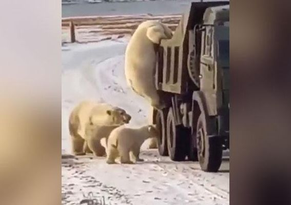 Зрелищни ВИДЕА: Бели мечки инспектират камиони на пътя