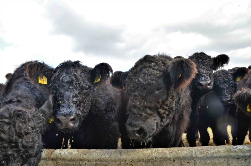Чистокръвни говеда от невиждана порода пристигнаха у нас от Германия СНИМКИ
