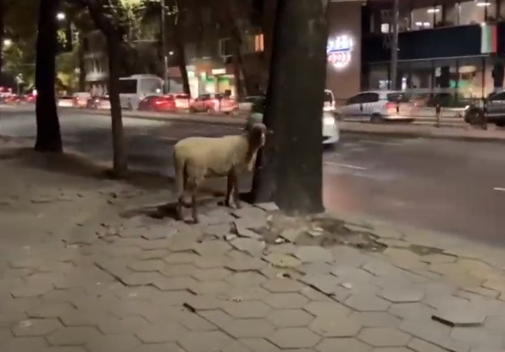 Шокираща гледка в центъра на Пловдив слиса десетки ВИДЕО