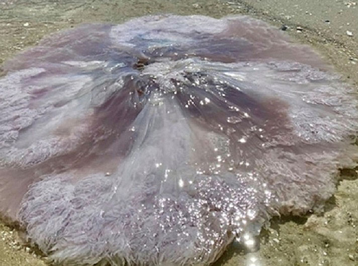 Гигантска медуза едва не погълна мъж по време на джогинг