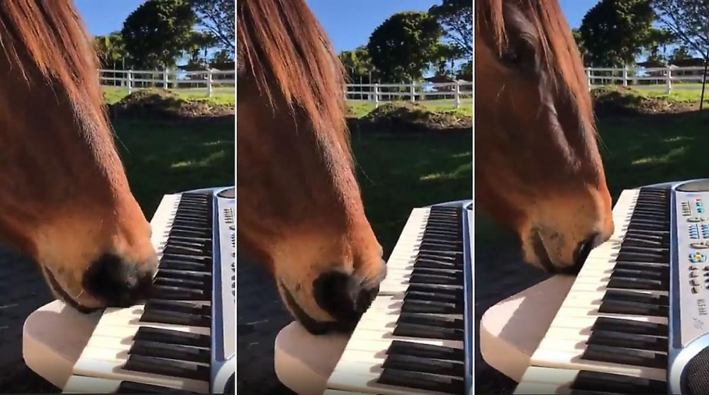 Гениален кон изсвири соната на пиано с носа си и разби мрежата ВИДЕО 