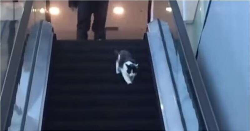 Котка на ескалатор се превърна в истинска сензация ВИДЕО 