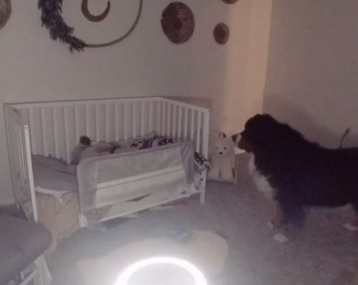 Камера засне какви ги върши нощем голямо куче до леглото на бебе ВИДЕО