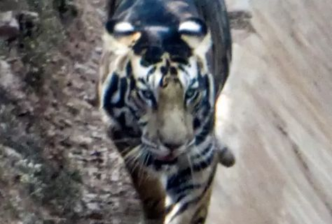 Фотограф засне черен тигър, само 7 такива има в света СНИМКИ   