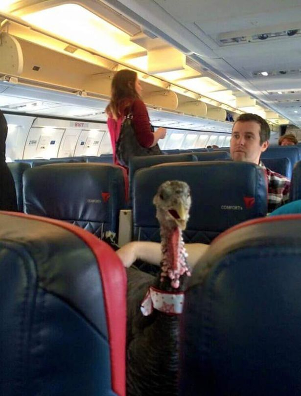 Шокиращи СНИМКИ на нагли пътници, които ще ви отвратят от летенето