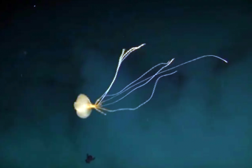 Чудовище: В дълбините на океана заснеха същество с 8 метрови пипала ВИДЕО