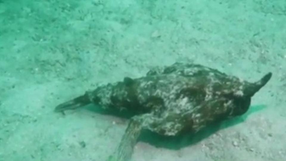 Много странни същества заснеха на дъното на Карибско море ВИДЕО