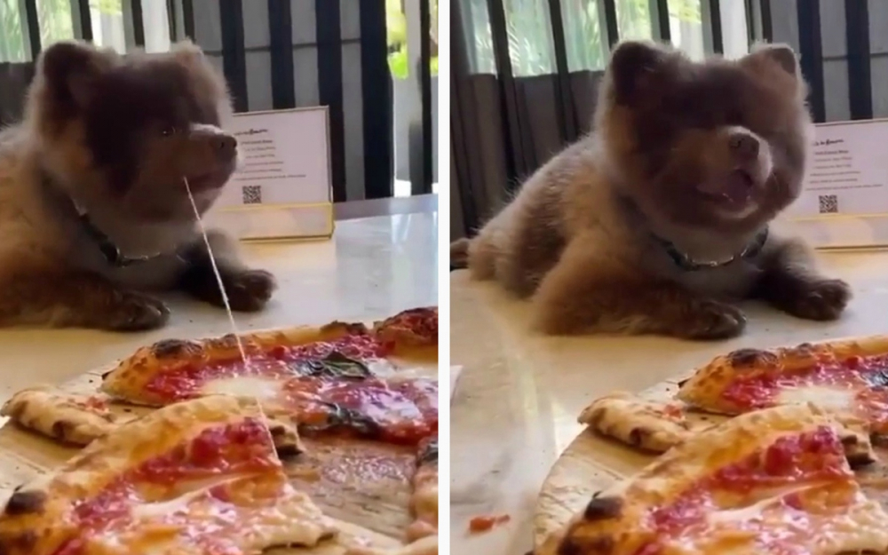 Кученце очарова мрежата, докато похапваше от пицата на собственика си ВИДЕО