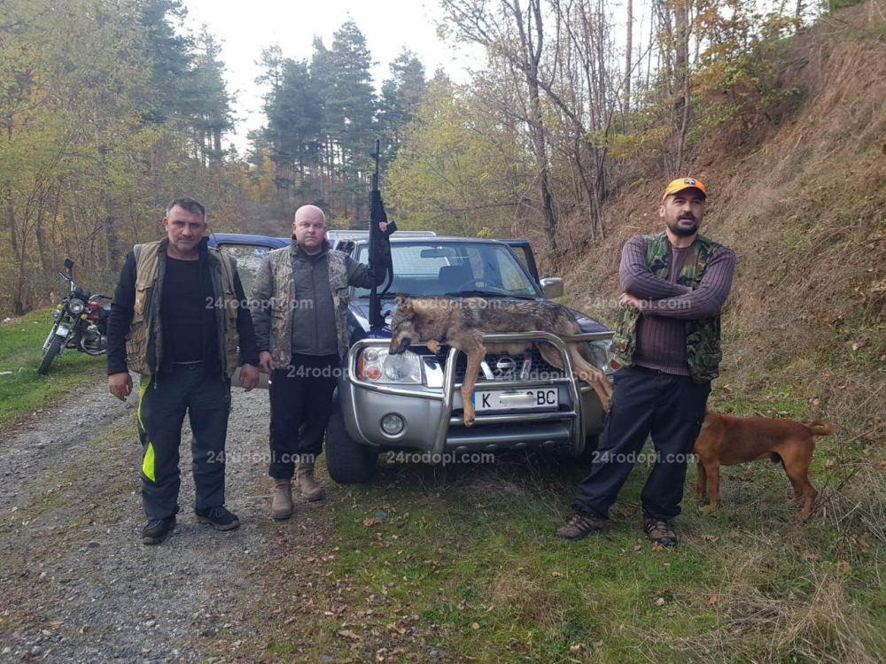 Авджии тръгнаха на хайка за глигани, но отстреляха огромен звяр в Кирковско СНИМКА