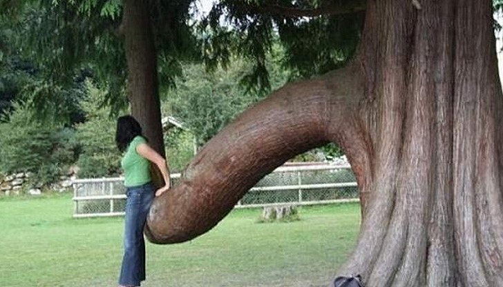 Защо в Бавария се радват на дървен пенис? 