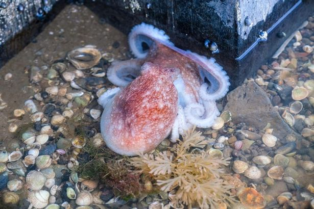 Морето изхвърли странно чудовище с рога на брега ВИДЕО 