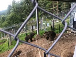 Заради COVID-19: Затварят парка за мечки край Белица 