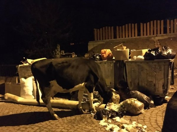 Голямото село: Крави ровят в кофите с боклук в София 