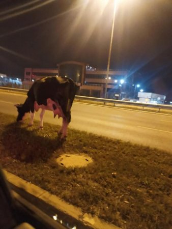 Голямото село: Крави ровят в кофите с боклук в София 