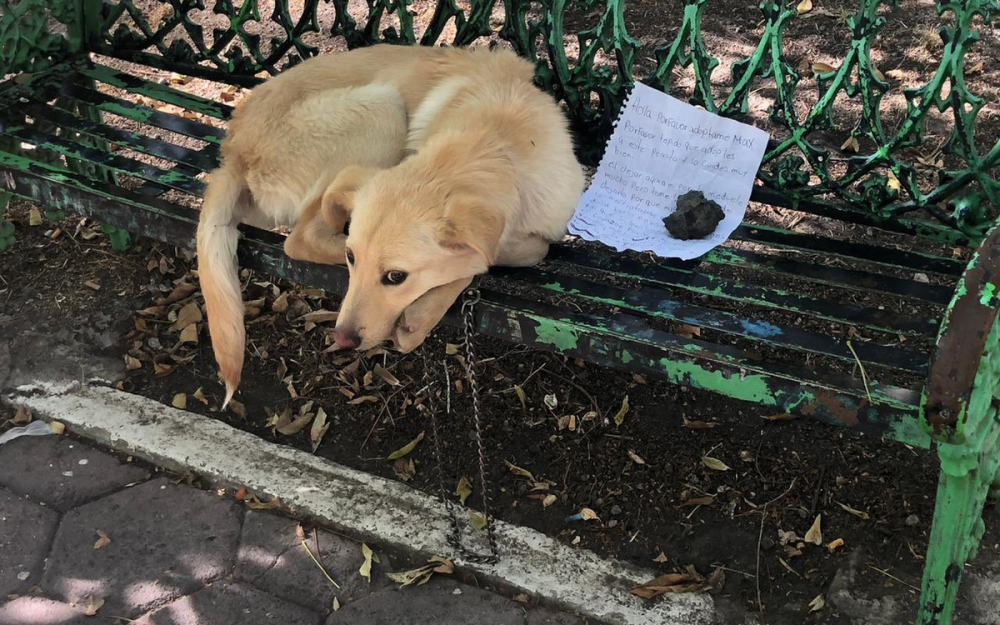 Дете остави любимото си куче на пейка със сърцераздирателно послание СНИМКИ