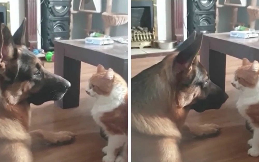 Котка и куче си устроиха уникална битка с погледи ВИДЕО
