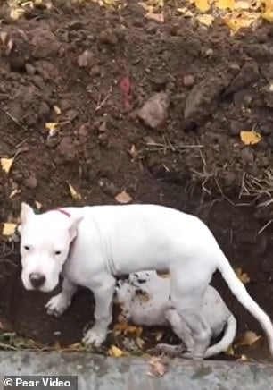 Кученце разкопа гроба на братчето си в опит да го събуди СНИМКИ 