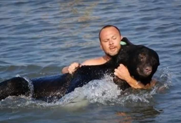  Мъж се метна във водата и спаси от удавяне 200-килограмова мечка ВИДЕО