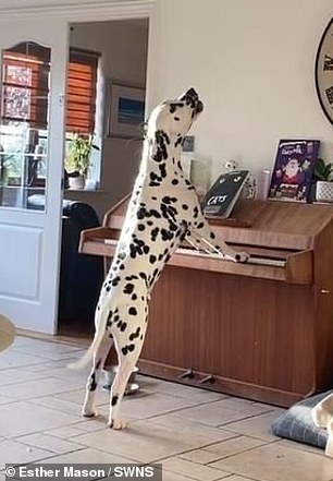 Жена онемя като видя как кучето и свири на пиано ВИДЕО