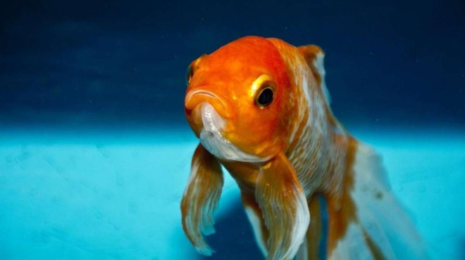 В САЩ откриха златна рибка - мутант с наднормено тегло СНИМКА